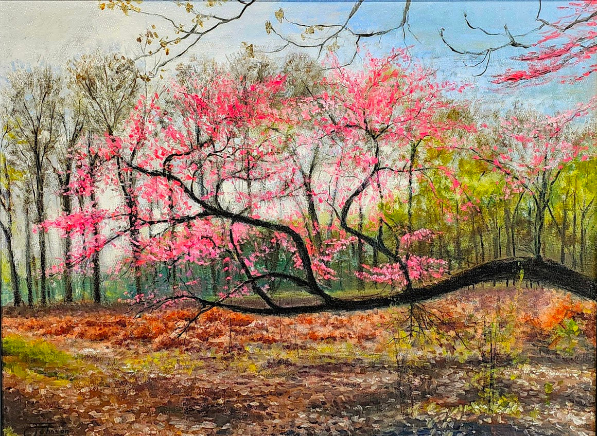 Johnson, Justin - "Redbud in the Spring"