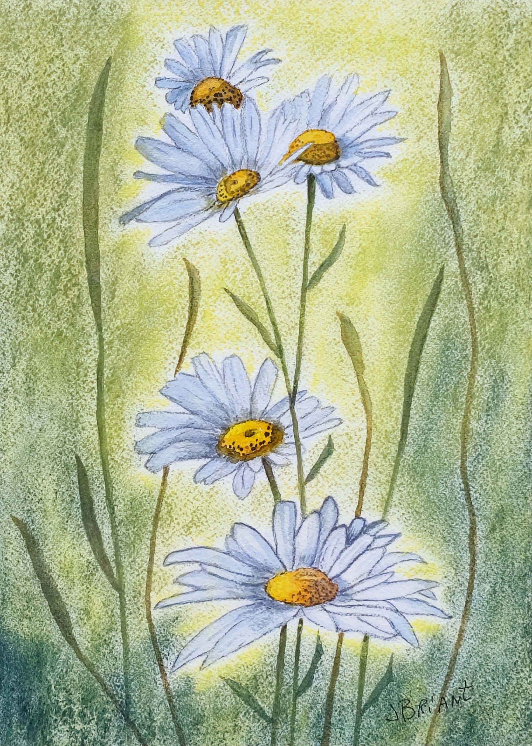 Briant, Jo "Daisies in Bloom"