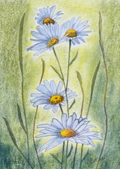 Briant, Jo "Daisies in Bloom"