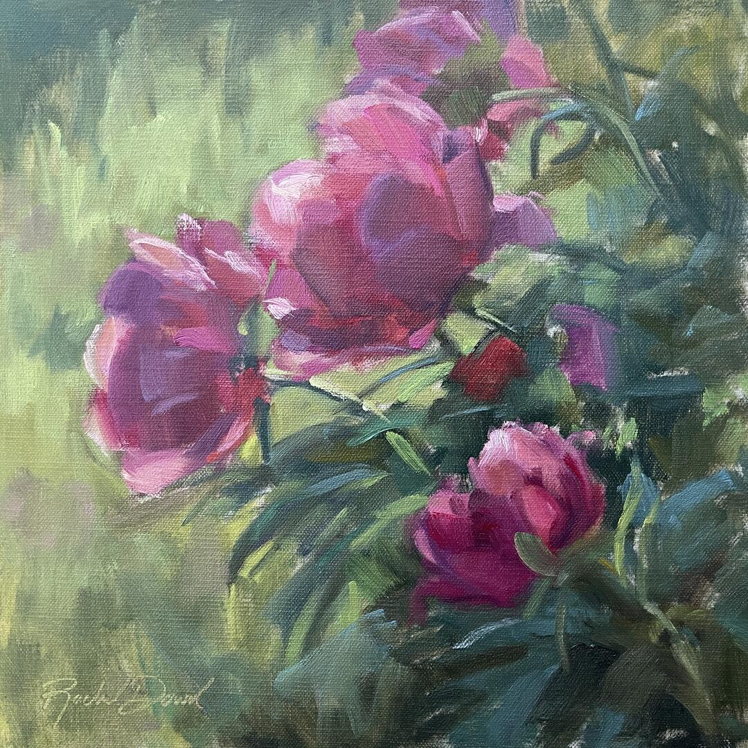 Dowd, Rachel "Evening Sun Peonies"