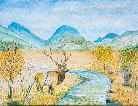 Gilbert, Gary "Elk, Rocky Mt. National Park"