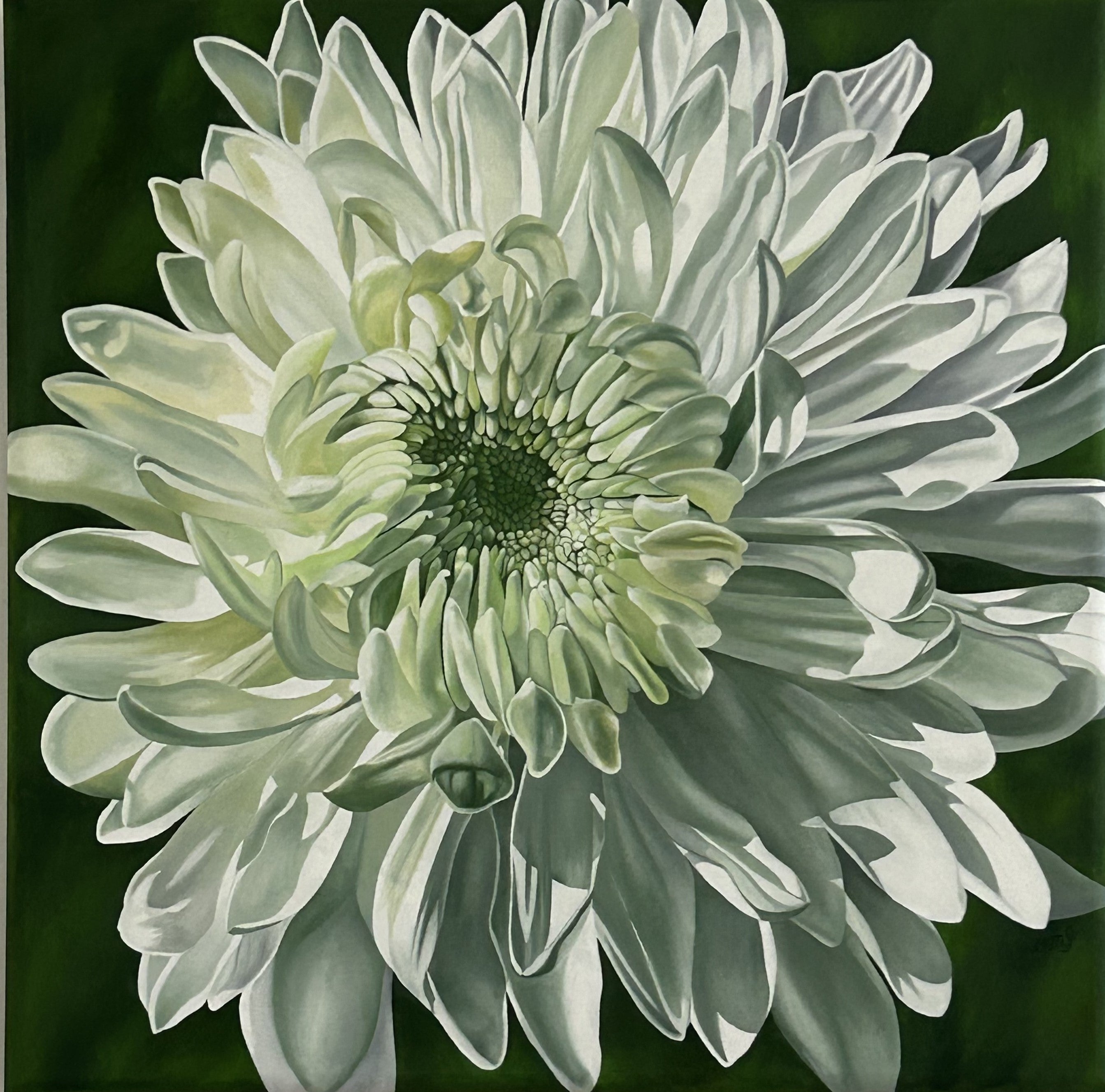 Jursik, Gary "Petals in White 73"