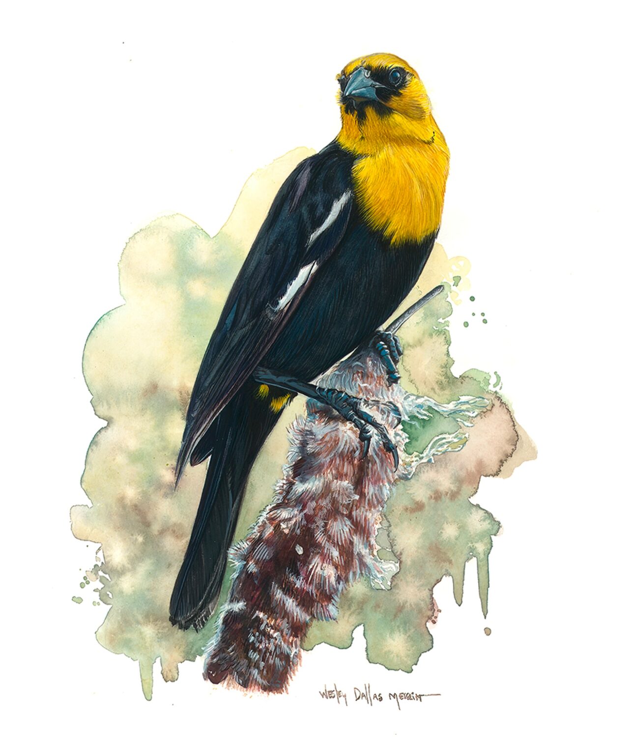 Merritt, Wesley Dallas - "Yellow-Headed Blackbird"