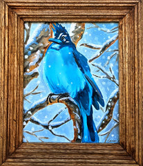 Kamman, Sara "Colorado Stellar Jay"