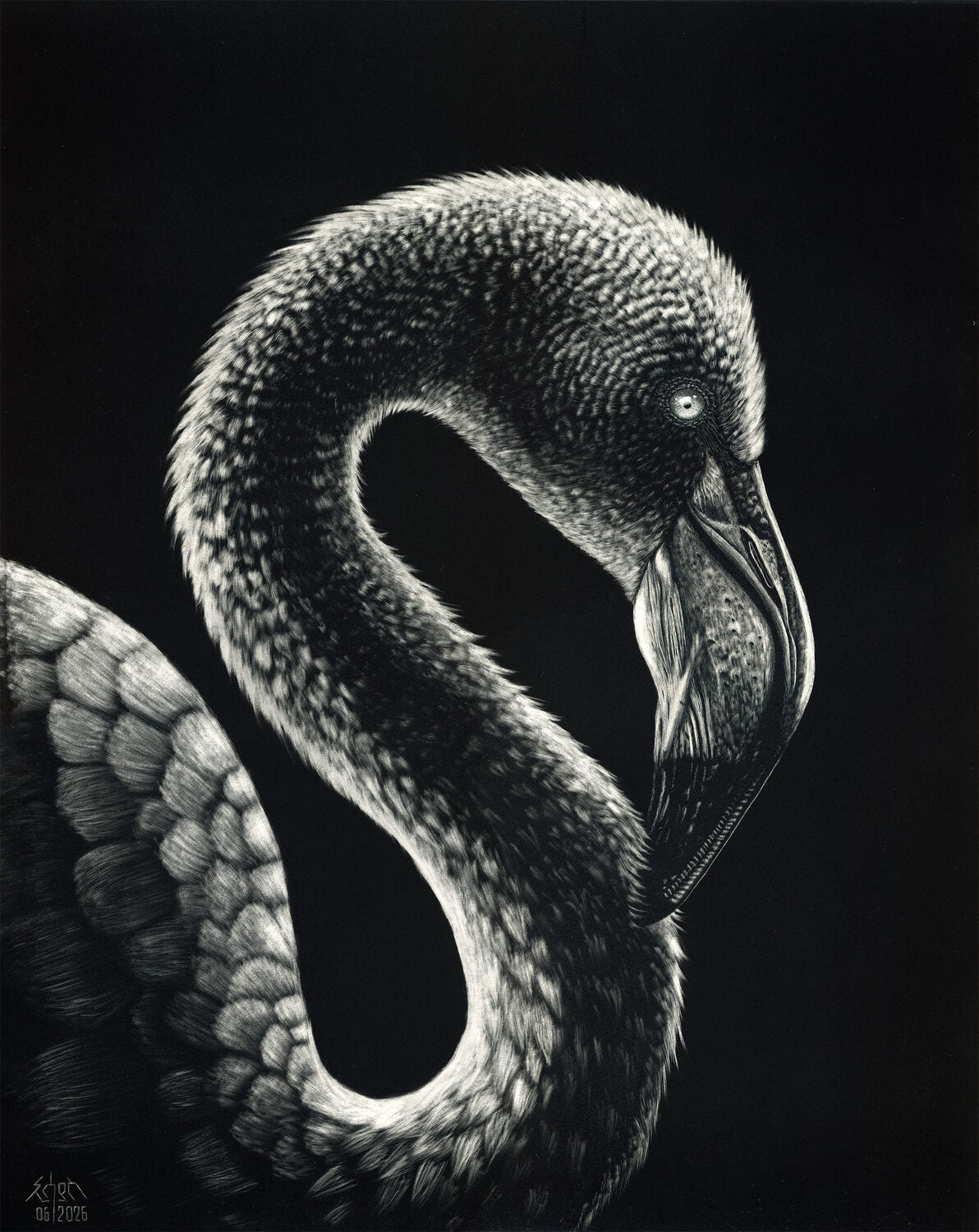 Zerazion, Esayas - "Silent Grace (Flamingo)"