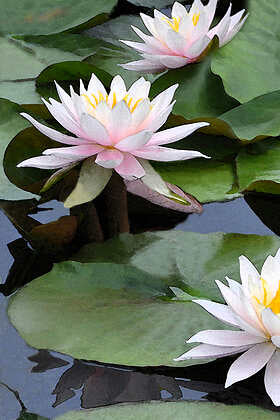 Musia, Amy - “Healing Lilies"